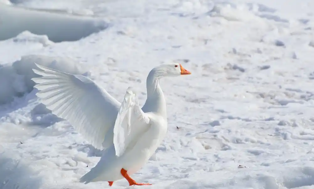 Kada polarni medvedi love snežne guske, glad opravdava sredstva