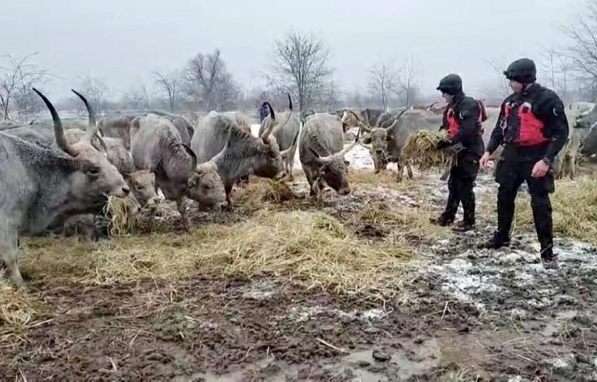 Sprema se evakuacija zarobljenih konja i krava sa Krčedinske ade