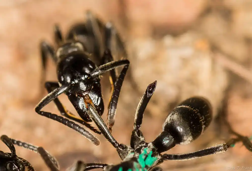 Afrički mravi prepoznaju zaražene rane i leče ih antibioticima