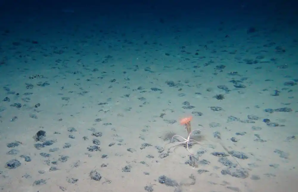 Morski biolog pronalazi neočekivani biodiverzitet na dnu okeana