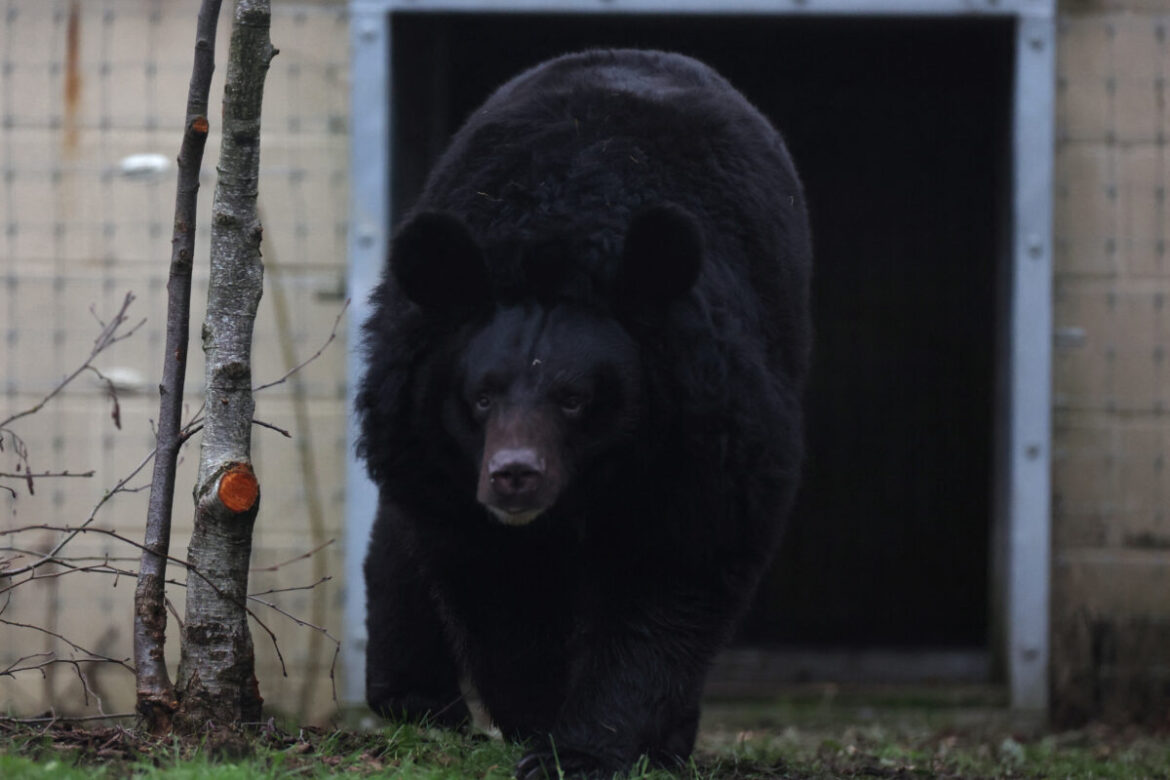 Škotski zoo udomio mrkog medveda koji je preživeo rat u Ukrajini