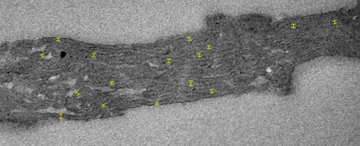 Najraniji dokazi otkrivaju da je fotosinteza evoluirala pre najmanje 1,75 milijardi godina