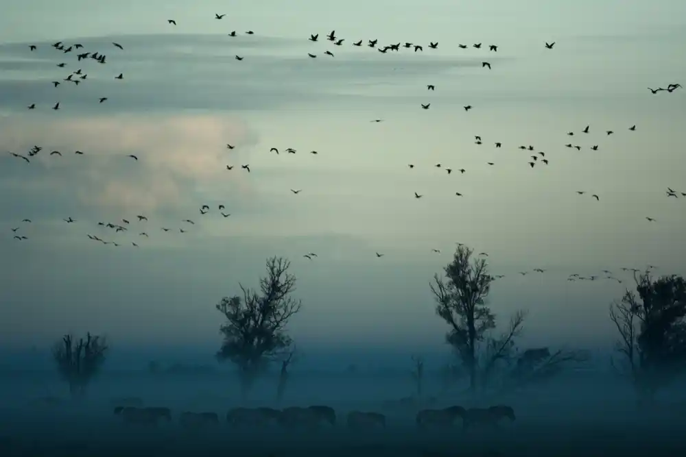 Neusklađeno vreme: Kako klimatske promene izazivaju migraciju ptica