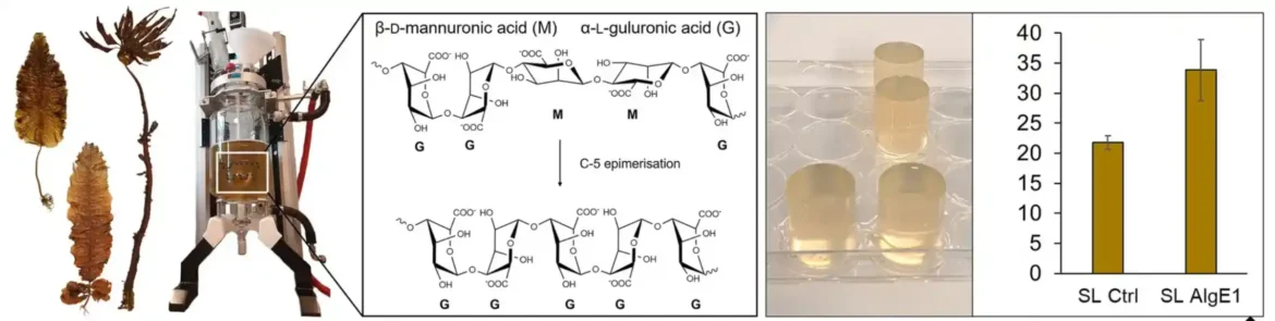 Norveška istraživanja: Uzgoj morskih algi za unapređenje proizvodnje alginata
