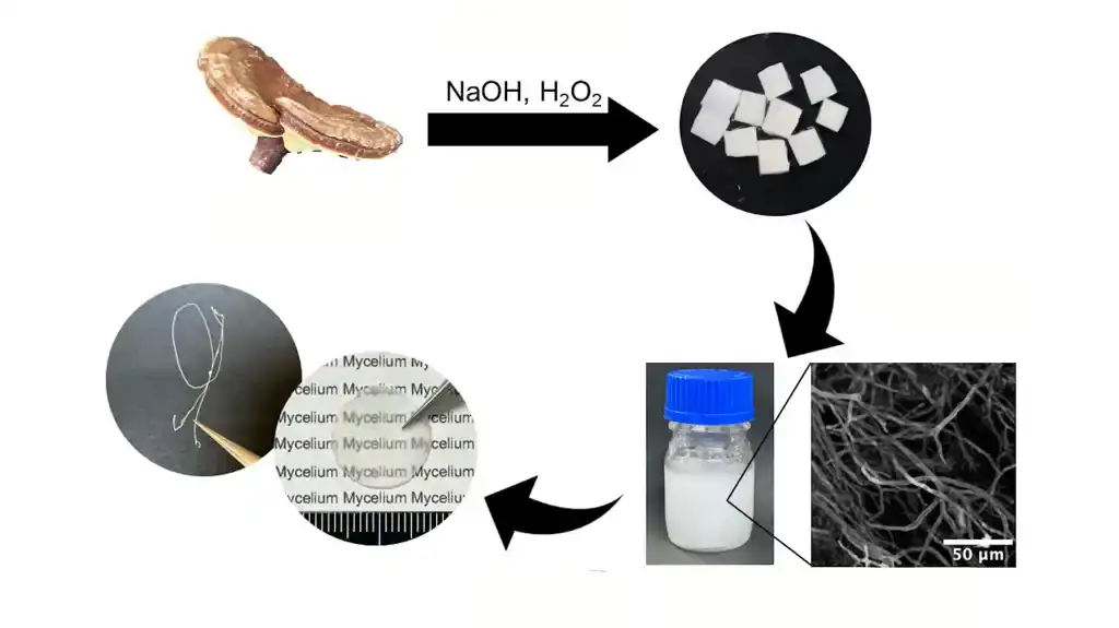 Nova strategija za ekstrakciju micelijskih vlakana za materijale na bazi pečuraka