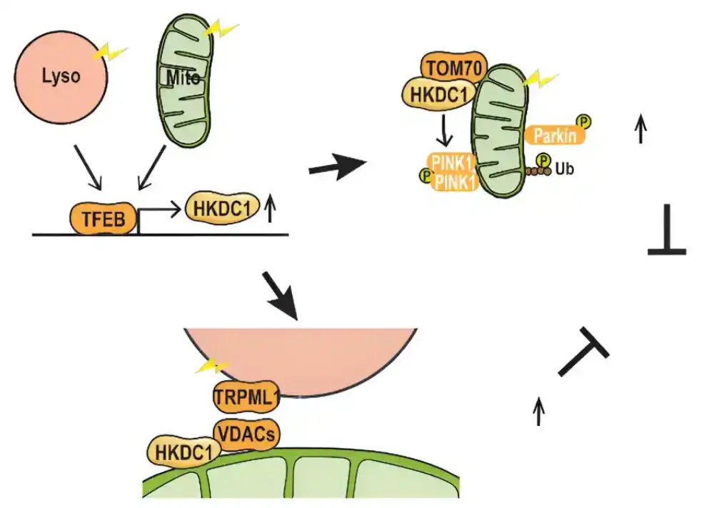 Otkriven protein HKDC1 ključan za održavanje zdravlja ćelija