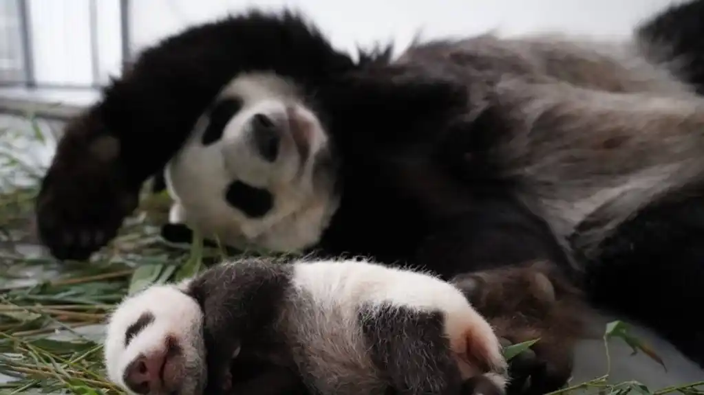 Panda raspakuje novogodišnje poklone u Moskovskom zoološkom vrtu