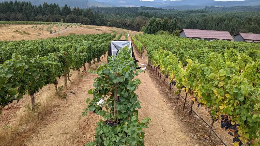 Novi sprej za vinograde obećava zaštitu od neprijatnih aroma dima od šumskih požara