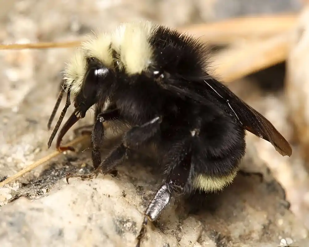 Prostorni model predviđa izloženost bumbara upotrebi pesticida