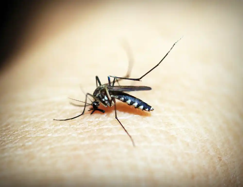 Ogroman rast ekonomske cene invazivnih komaraca: Troškovi dosežu 94,7 milijardi dolara u poslednjih 45 godina