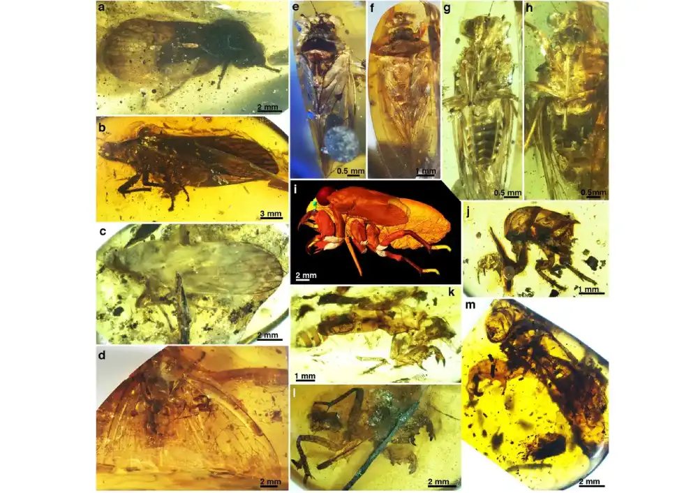 Rana evolucija cikada otkrivena analizama novih fosila