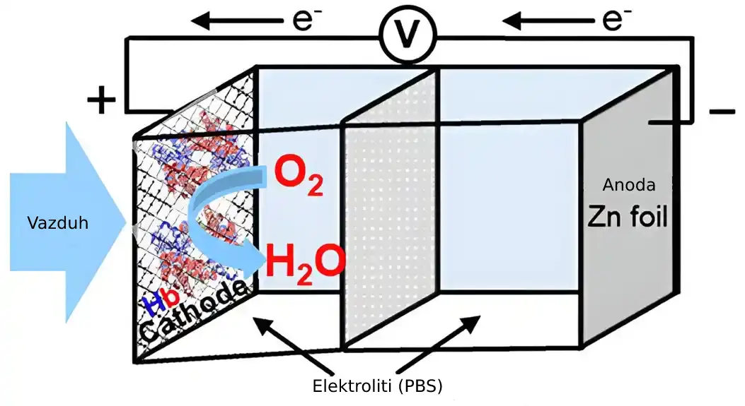 Razvijen prvi prototip baterije koji koristi hemoglobin