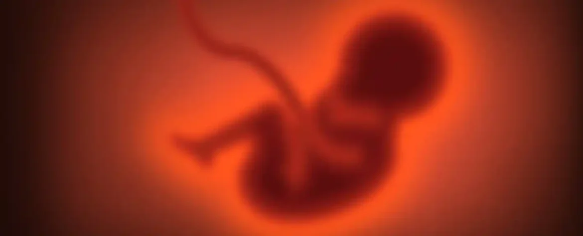 Razvoj dekodiranja: uloga mRNK u formiranju embriona