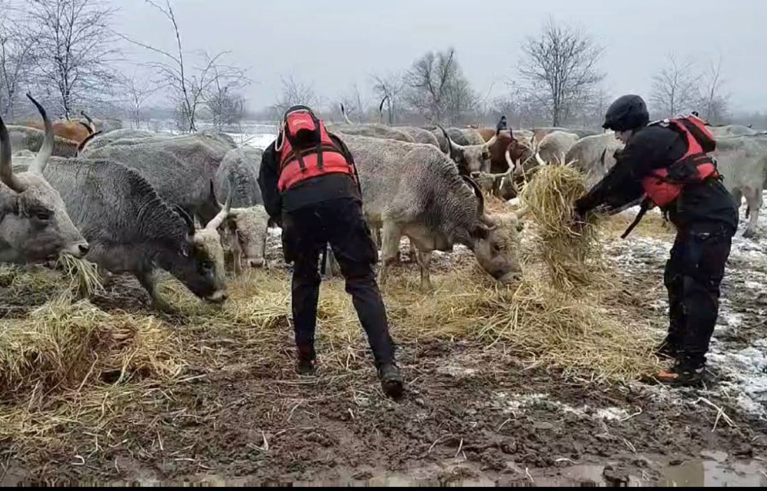 „Pucali su na mene, pretili svima“: Stočar iz Kovilja čeka spasavanje svih životinja sa Krčedinske ade