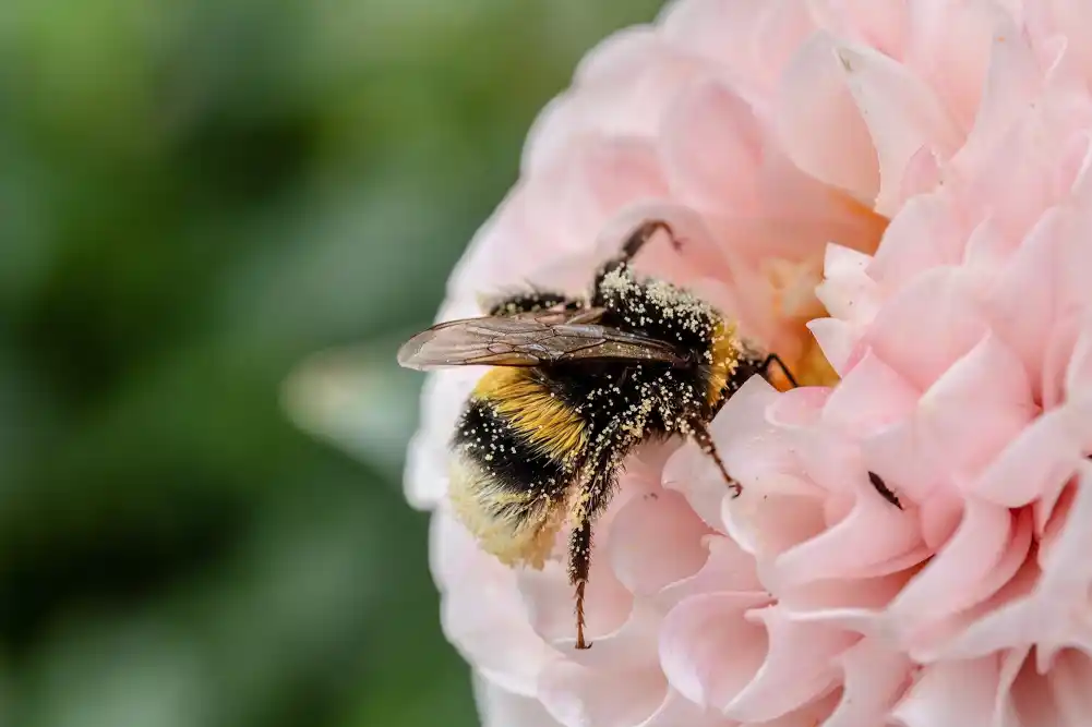 Studija pokazuje da zapadna medonosna pčela sintetiše hranu za svoje crevne bakterije