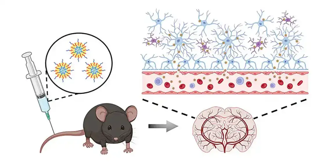 Transport nanočestica kroz krvno-moždanu barijeru povećava se sa Alchajmerom i godinama