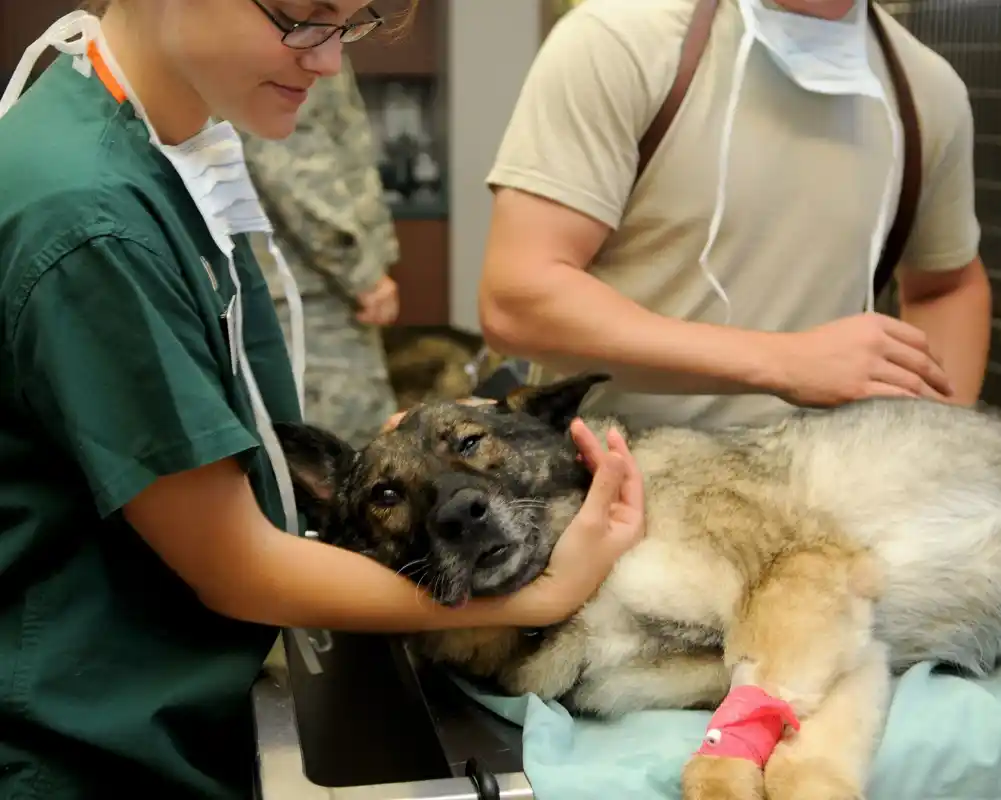 Uspavljivanje životinja može izazvati samoubilačke misli kod veterinara