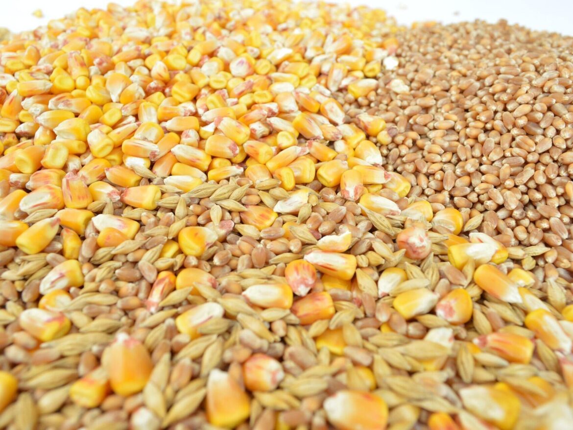 Novosadska berza: Cena pšenice 19,63 dinara, kukuruza 17,36 dinara
