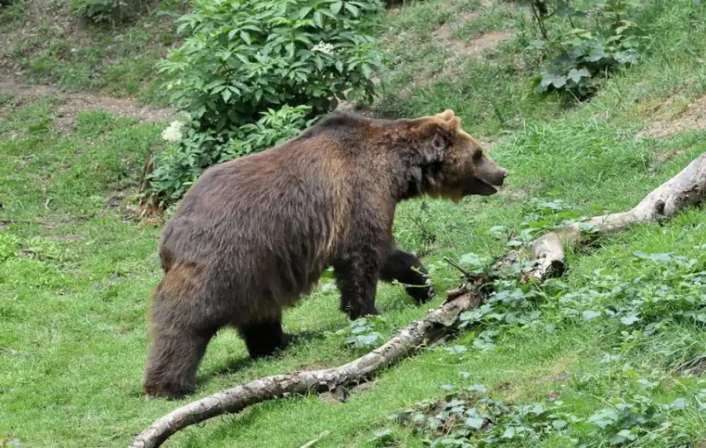 Medvedi u finskom zoo vrtu ove sezone spavali samo šest sedmica