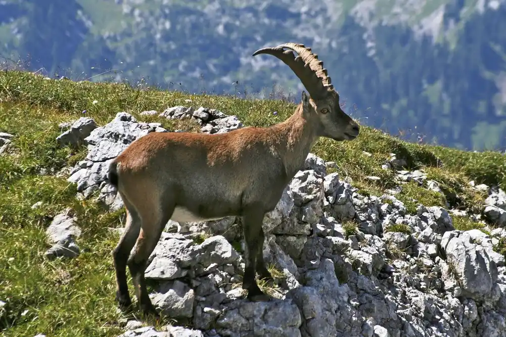 Prilagođavanje alpskih kozoroga na klimatske promene: Promene u ispaši kao odgovor na rastuće temperature