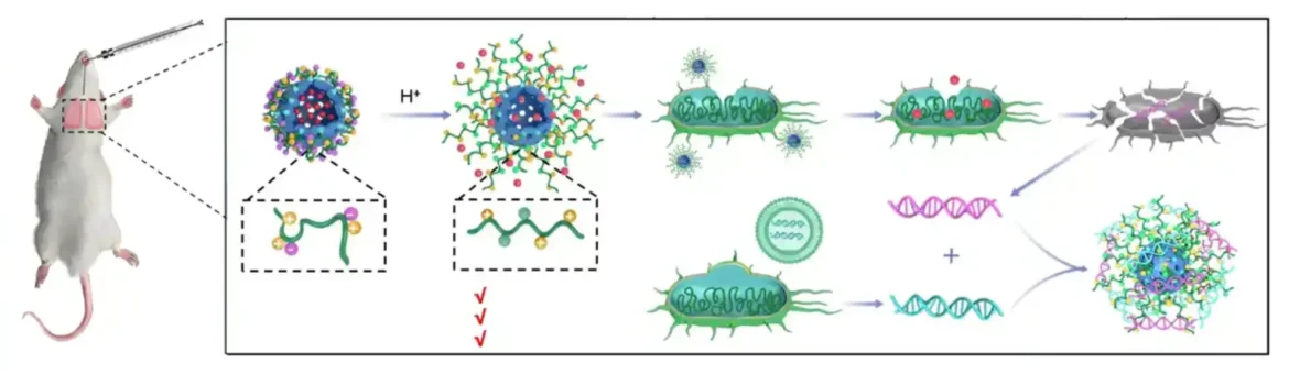 Nova inhalabilna terapija za HOBP: Nanopartikule nose antibakterijski lek direktno u pluća