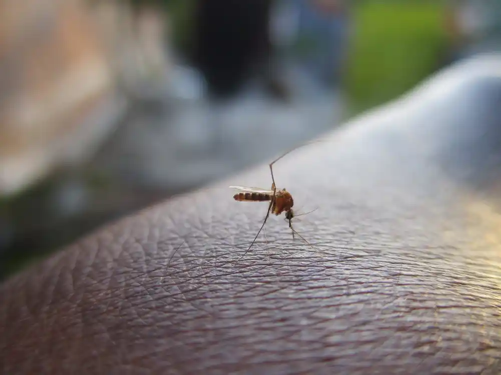 Brazil pokreće vakcinaciju protiv denga groznice usred epidemije