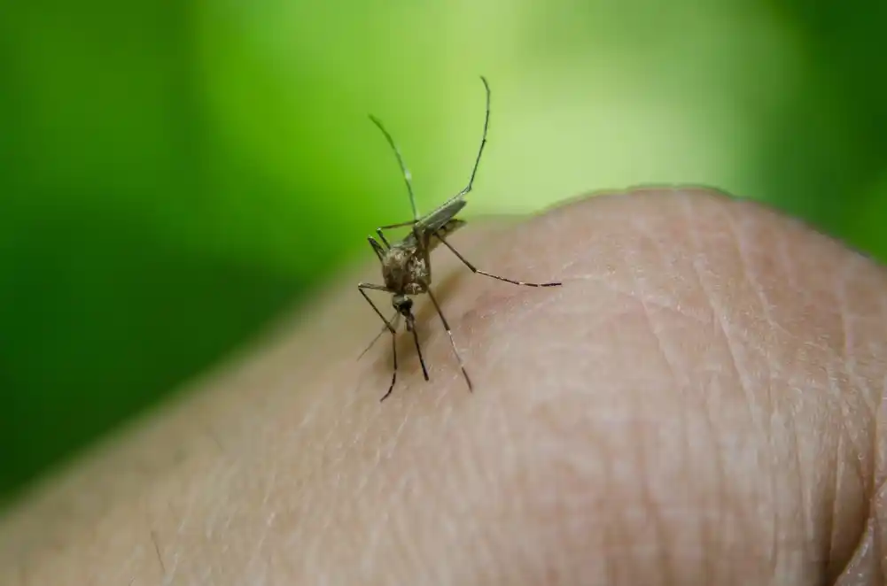 Denga groznica: Stručnjak objašnjava infekciju koju prenose komarci