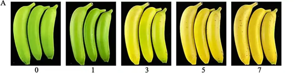 Nova otkrića o regulaciji biosinteze etilena tokom sazrevanja banana