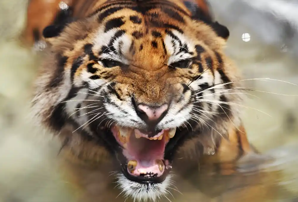 Kambodža želi da ove godine poveća broj tigrova u rezervatima