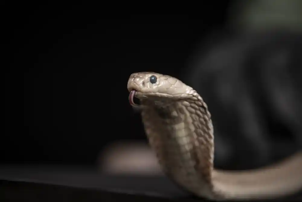 Istraživači su razvili univerzalni protivotrov za smrtonosne zmijske toksine