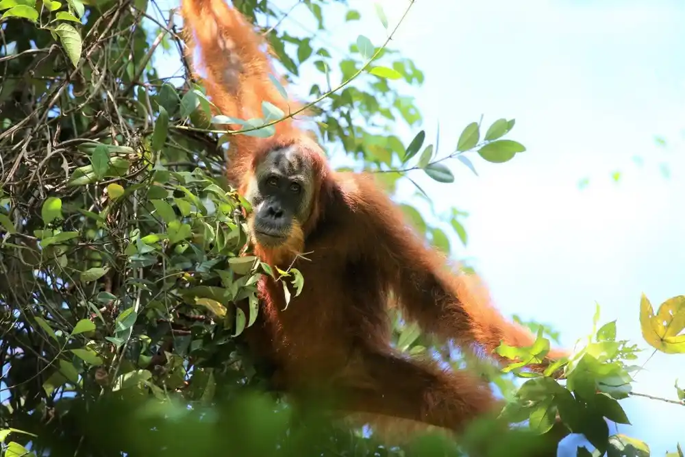Studija o orangutanima otkriva: Ekologija utiče na društveno učenje