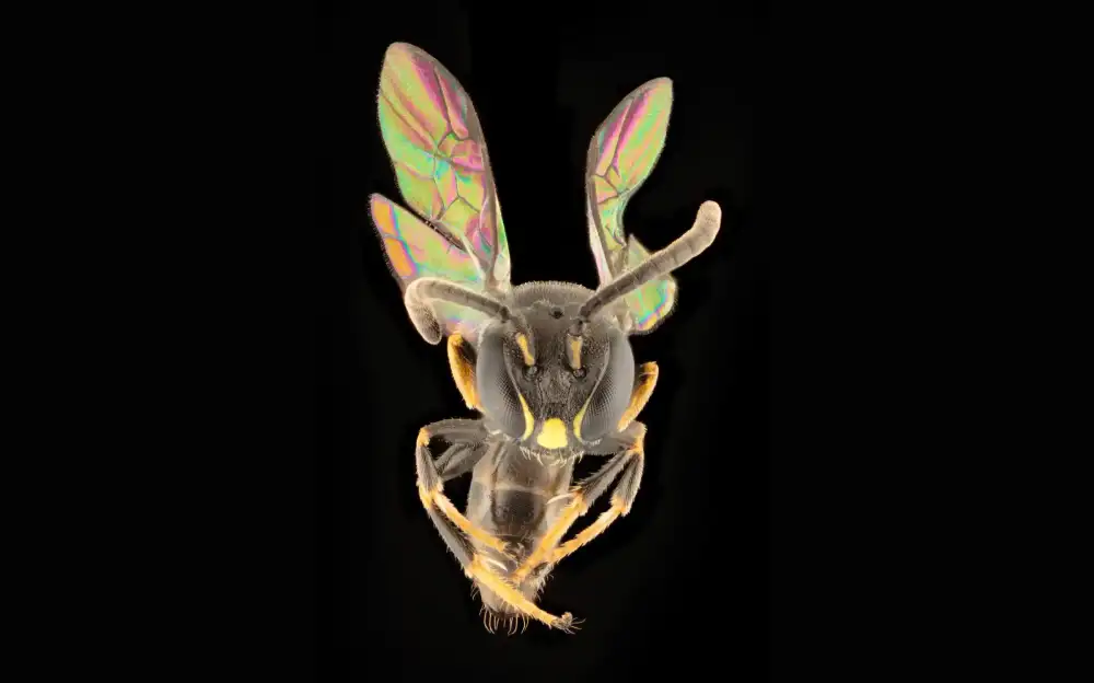Kako je mala pčela stigla do Francuske Polinezije? Osam novih vrsta pomaže u rešavanju naučne misterije
