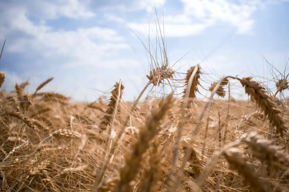 Otkriven protein koji utiče na veličinu zrna i morfologiju lista pšenice