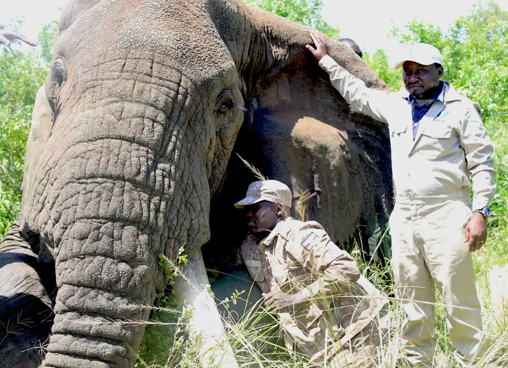 Klimatske promene najviše prete starijim slonovima, ugrožavajući njihovu budućnost