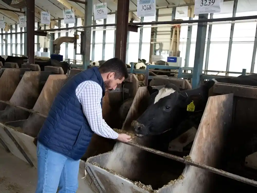 Neophodne hitne mere za pomoć stočarstvu – kako sprečiti da broj grla i dalje pada, a uvoz mesa raste