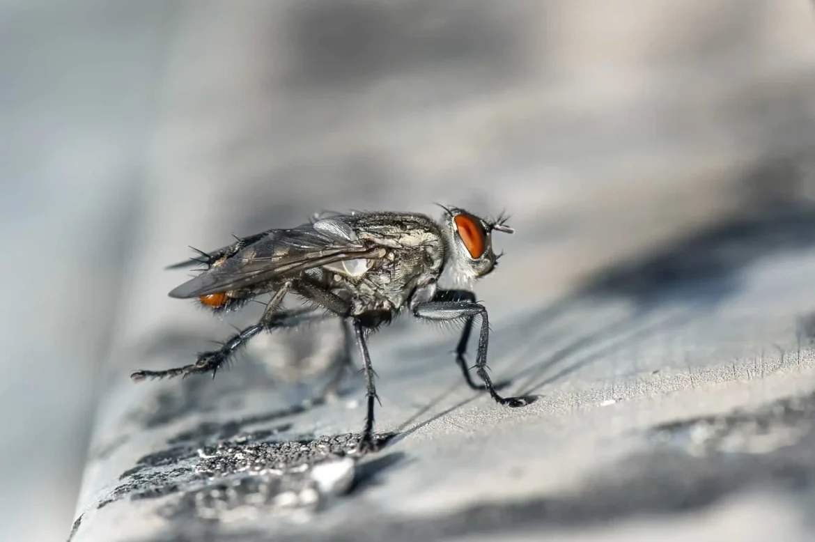 Otkriveno je da muve hranjene ograničenom ishranom u ranom odraslom dobu žive duže