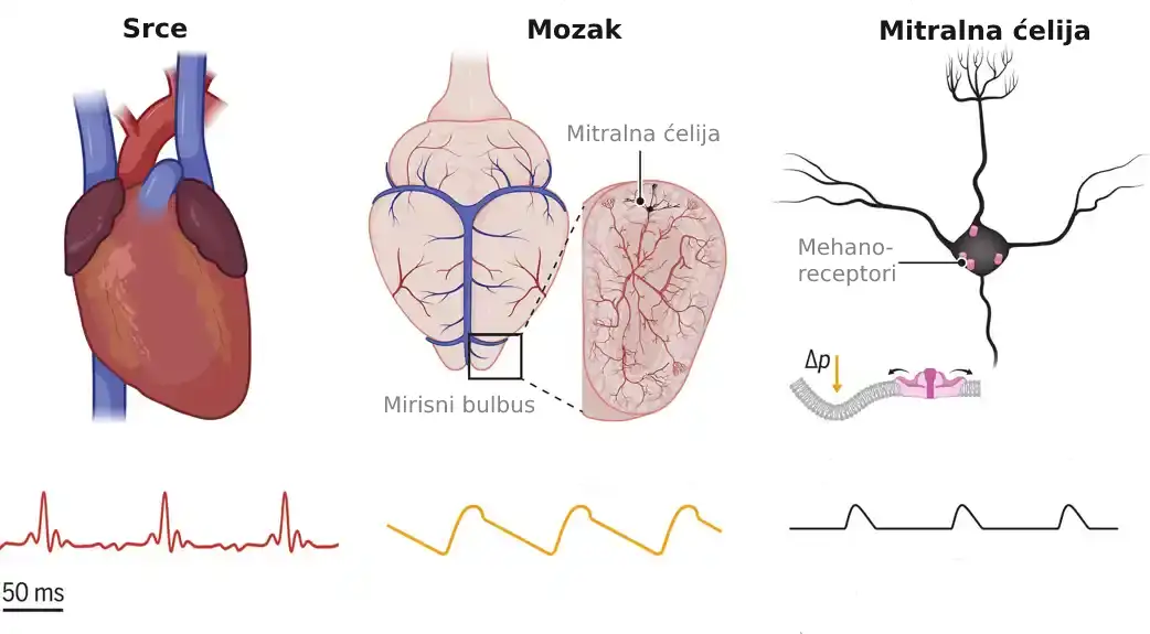 Neuroni mogu da osete puls u mozgu, pokazuje studija