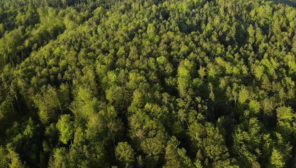 Neželjeni efekti širenja šuma mogli bi ograničiti njihov potencijal u borbi protiv klimatskih promena