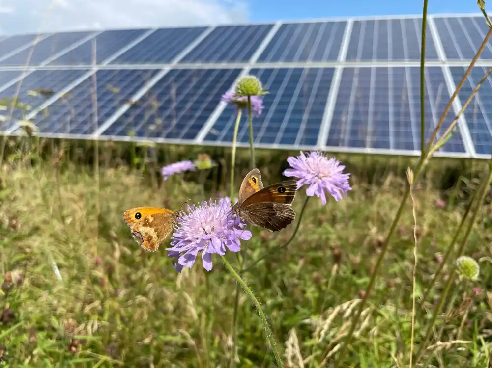 Solarni parkovi u Velikoj Britaniji mogu da pomognu oprašivačima kao ključnim ekološkim resursima