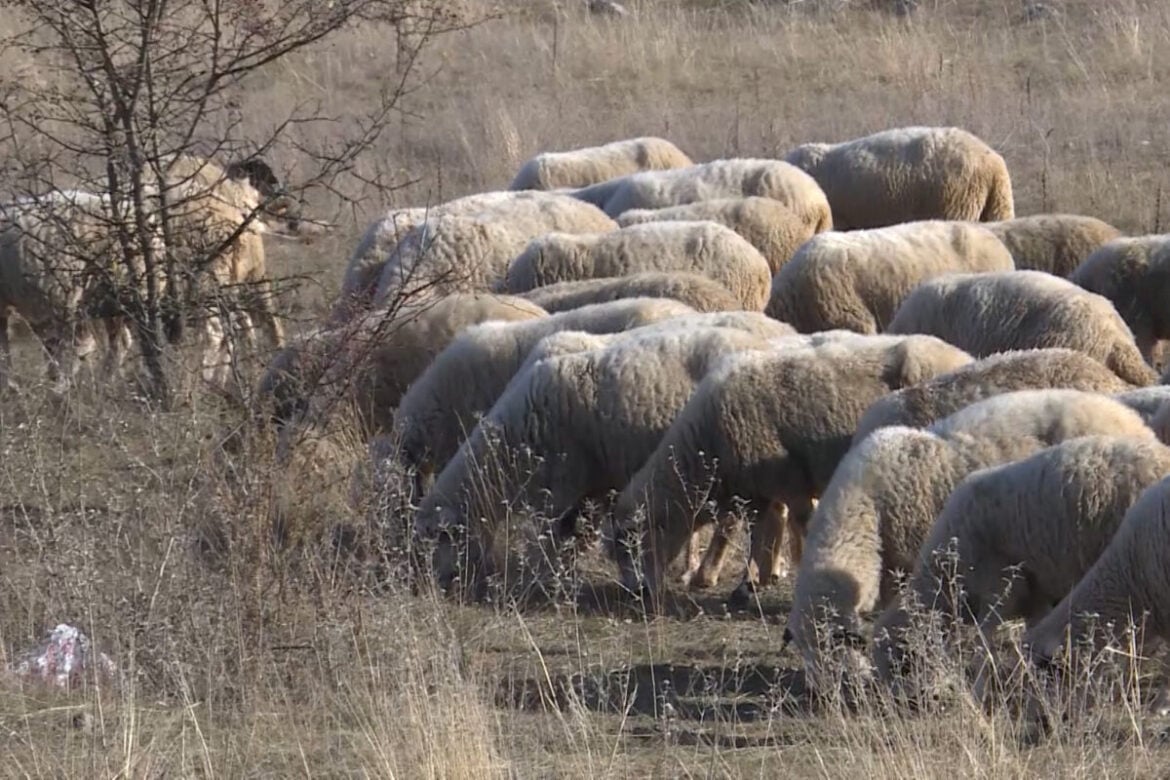 Radio Goraždevac: Ispaljen hitac, povratniku na Kosovo pokušali da ukradu stado ovaca