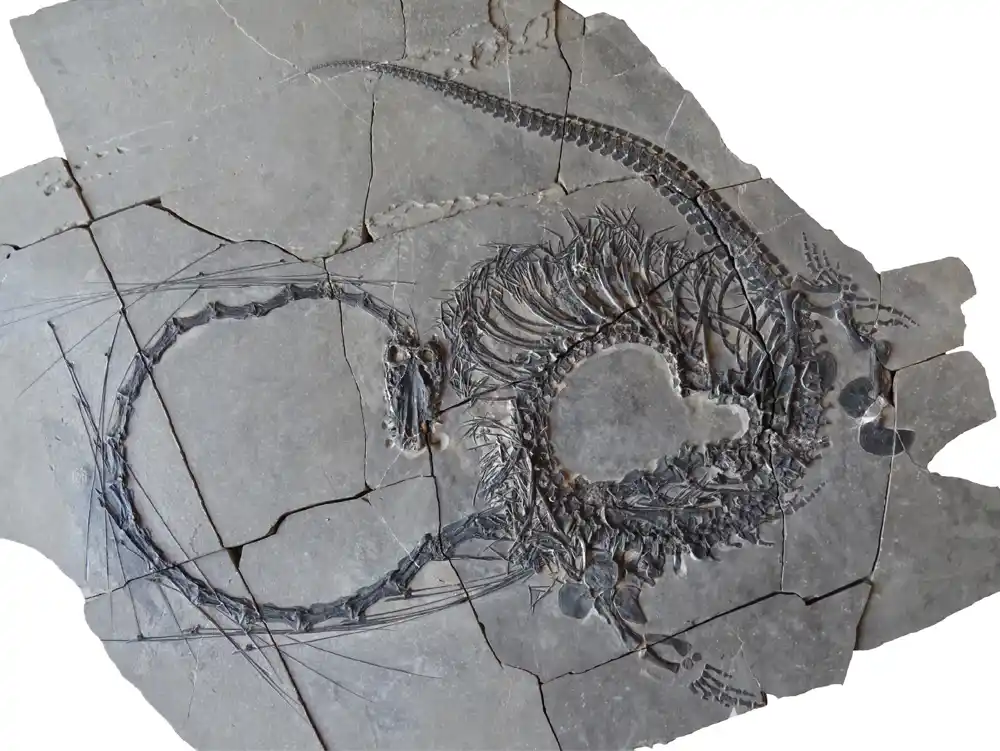 Paleontolozi otkrili 240 miliona godina starog ‘kineskog zmaja’