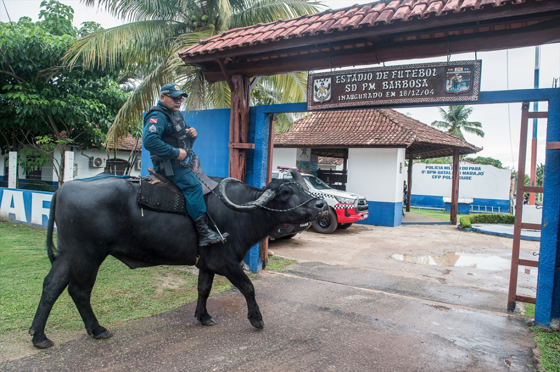 Na brazilskom ostrvu policija patrolira – na bivolima