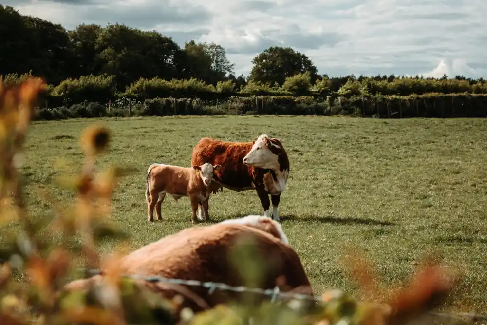 Britanski farmeri na traktorima organizovaće protest u Londonu