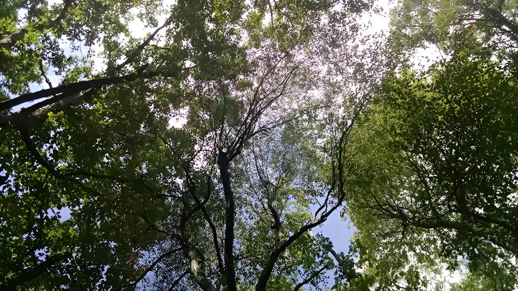 Istraživači otkrivaju kako manji poremećaji doprinose promenama u šumskim ekosistemima