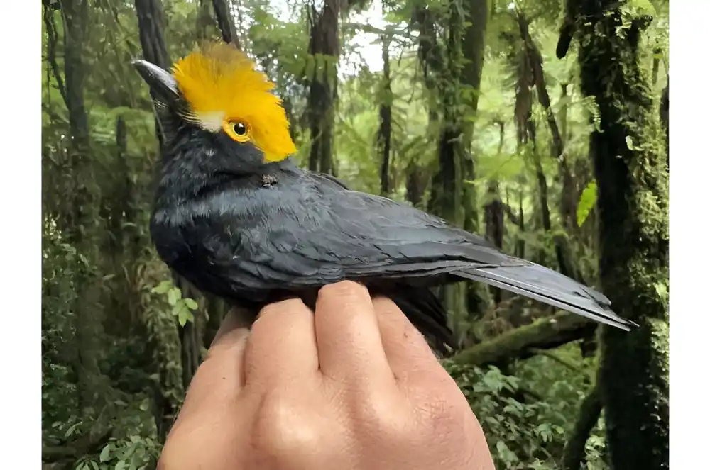 Prve poznate fotografije ‘izgubljene ptice’ koje su snimili naučnici