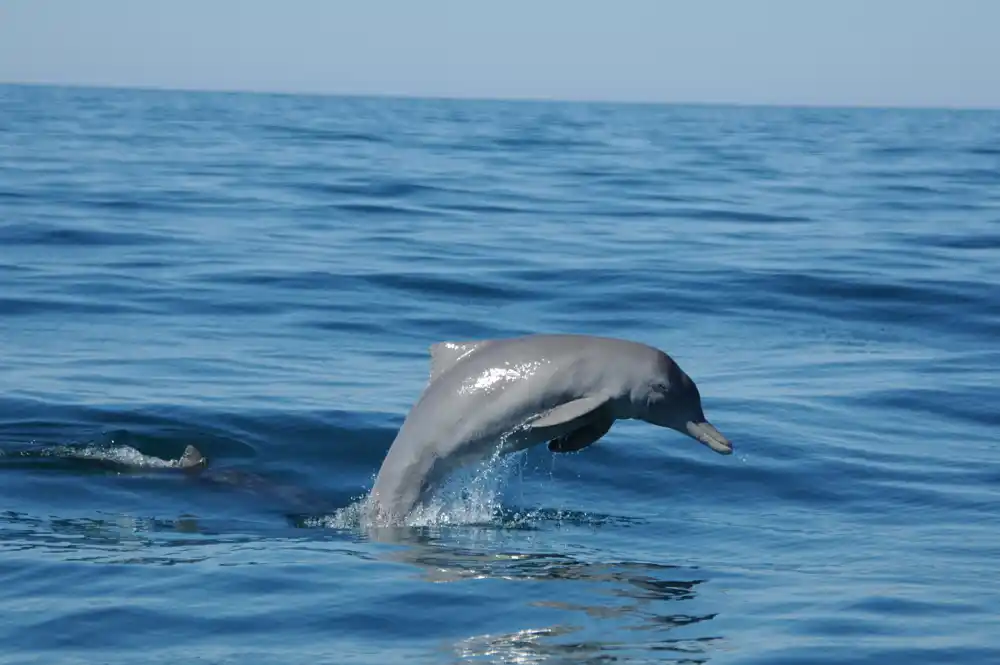 Do 125 atlantskih belobokih delfina nasukano u vodama Kejp Koda