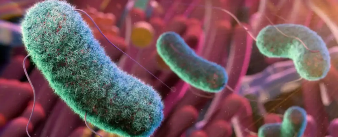 Mikrobiom creva deluje kao pomoćna jetra, otkriva studija