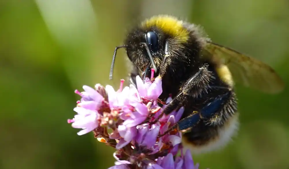 Studija otkriva alarmantne efekte višestruke izloženosti pesticidima na zdravlje bumbara