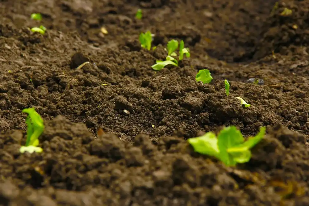 Utvrđeno je da mikroplastika kroz otpadne vode ulazi u poljoprivredno zemljište