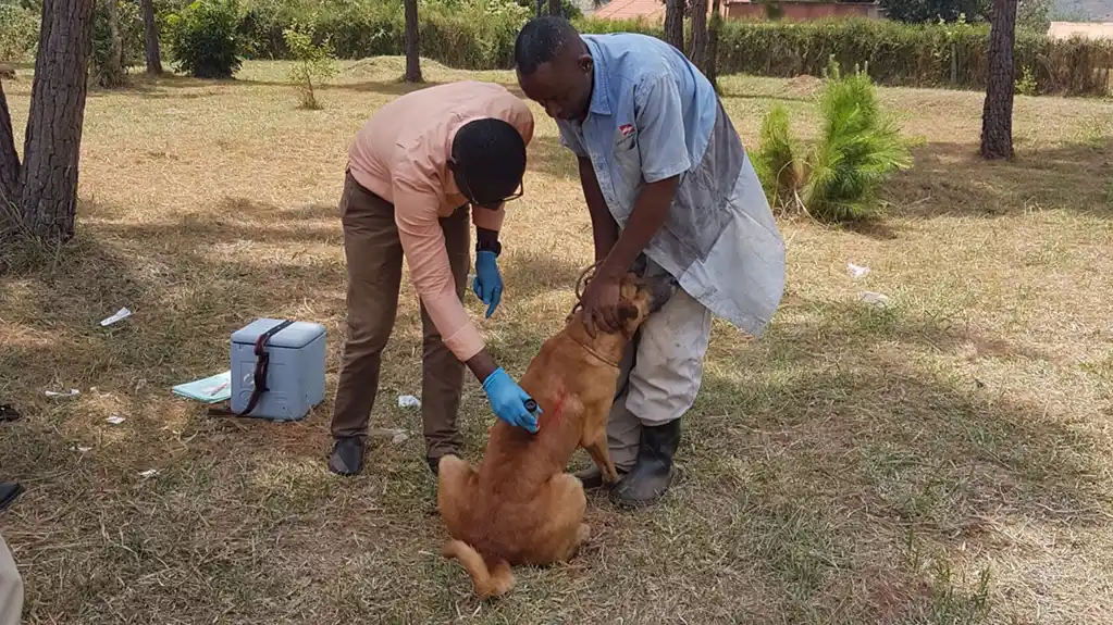 Veterinarski epidemiolog radi na suzbijanju besnila u Ugandi